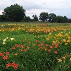 Mooiplaas Daylily Field (partially) 2010 